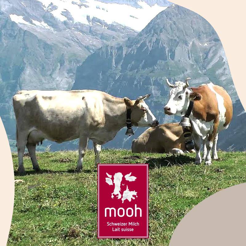 Carma Delicious Schweizer Schokolade